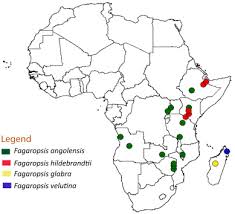 Image result for Fagaropsis