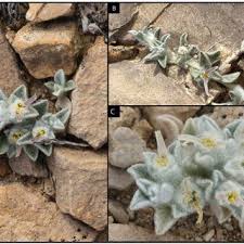 Image result for Hypericophyllum compositarum