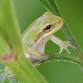 The Wonderful World of Frogs: Strolling Science event image