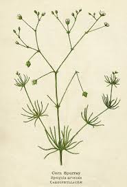 Image result for Spergula arvensis