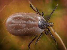 Same species as in north carolina. Types Of Ticks In Georgia Common Ticks In Georgia