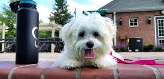 bembeyaz minik kopek kopek yavru kopek