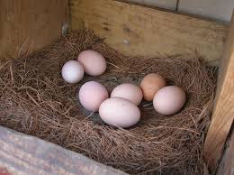 Je viens de ramasser, près des cages à lapins, un oeuf cassé, bleu ! Poules Comment Avoir De Beaux Oeufs