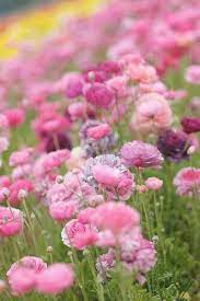 Carnation In The Wild Flowers Pretty Flowers Flower Field