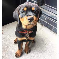 We are a rottweiler breeder directory that shares rottweiler news, stories, and pictures. Registered Rottweiler Puppies Illinois For Sale In Springfield Illinois Puppies For Sale Near Me