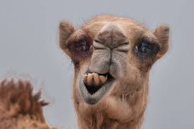 Pin On Funny Animals