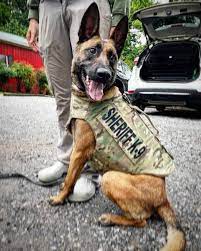Police Patrol Dogs | Tactical Police K9 Training
