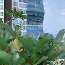 Bank kerjasama rakyat malaysia bhd (bank rakyat) sedang mengatur strategi untuk mengembangkan operasinya ke luar negara dalam usaha menara itu akan turut dihubungkan dengan kl sentral melalui jejantas pejalan kaki. Photos At Menara Kembar Bank Rakyat Kuala Lumpur Sentral Kuala Lumpur Kuala Lumpur