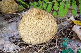 Image result for Scleroderma citrinum