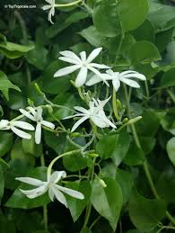 Image result for Jasminum fluminense