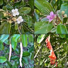 Image result for Capparis citrifolia