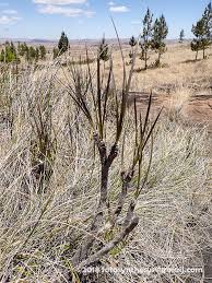Image result for Xerophyta