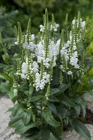It naturalizes easily and grows like a weed in spreading clumps. Obediant Plant Miss Manners White Plants Flowers Perennials Plants