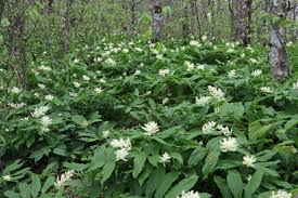 Image result for Mesanthemum