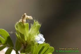 Image result for Smithia