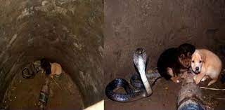A king cobra was sitting next to the two puppies! Two Puppies Fell Into A Pit With A Cobra Then Something Incredible Happened