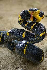 Boiga Dendrophila Melatona Pet Snake Reptiles And Amphibians Amphibians