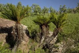 Image result for Cyathea dregei