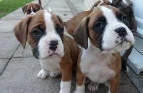 Is there any female boxer puppies for sale near or around green bay? Boxer Puppies For Sale In Orlando Fl