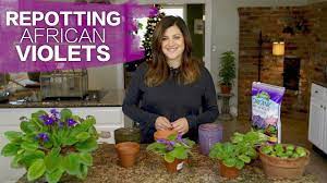 It just randomly occurred to me that maybe cactus soil is only meant for cacti. Repotting African Violets Garden Answer Youtube