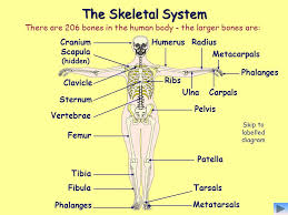 Skeletal system diagram no labels. Unit 5 Anatomy Physiology Musculo Skeletal System Ppt Download