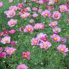 Cosmos Bipinnatus Xsenia White Flower Farm Plant Care Today Cosmos