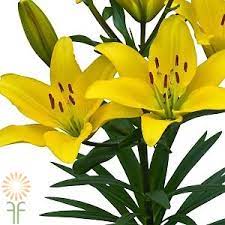 Yellow Asiatic Lily Wholesale Flowers Diy Wedding Flowers