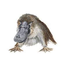 Random 'platypus aboriginal dreamtime' pack to pdf. Amazon Com Baby Duck Billed Platypus Australian Wildlife Outback Baby Animal Print Beige Brown Gender Neutral Various Sizes Available Handmade