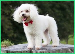 Hal yang perlu diperhatikan saat merawat hewan peliharaan imut ini adalah pertama dari kandang. 10 Jenis Anjing Kecil Yang Lucu Imut Banget Dunia Fauna Hewan Binatang Tumbuhan Anjing Anjing Pug Hewan