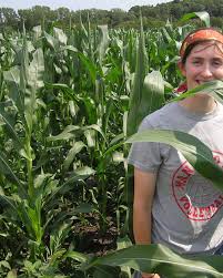 So, this really doesn't answer if you can hear corn grow, other than the corny responses that will continue about this question. Knee High By 4th Of July Corn Not Good Enough Now Mpr News