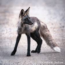 Black And Orange Fox Species Black Cross Fox The Cross Fox Is A Partially Melanistic Colour Variant Of The Red Fox Vulpes Vulpes Which Has A Long Dark Stripe Running Pet Fox Fox Red Fox