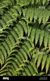 Image result for Cyatheaceae