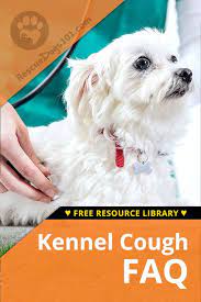 Natural Home Remedies For Kennel Cough Kennel Cough Treatment Dog Training Books Dog Coughing