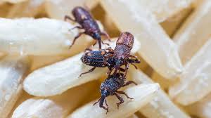 How to prevent weevils in the pantry • if you have room in your freezer, place items such as flour, grains, cereals and pulses in freezer bags and place the items in the freezer for a minimum of four days. Explainer What Is Bukbok