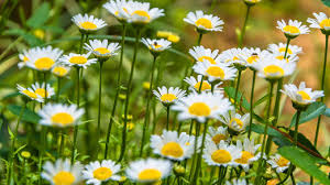 Ver más ideas sobre flores, flores silvestres, ilustraciones botanicas. Ideas Para Decorar Con Flores Silvestres Jardineamos