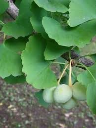 イチョウの雌雄を葉で見分ける 好奇心の植物観察