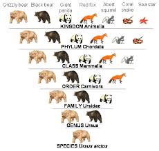 18 Judicious Dog Taxonomy Chart