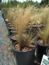 California exotic pest plant council and southwest vegetation management association. Posts Tagged Invasive Mariposa County Master Gardener Program