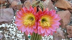 We are looking down navahopi road in uptown, sedona, arizona. Echinopsis Cactus Blooms Overnight In Sedona Arizona Bloom Flowers Cacti And Succulents