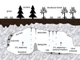 The Most Common Speleothems Discussed In The Present Chapter And Their Download Scientific Diagram A stalagmite is a type of rock formation that rises from the floor of a cave due to the accumulation of material deposited on the floor from ceiling drippings.