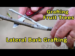 Check spelling or type a new query. Grafting Fruit Trees A Few Techniques Video Ourfigs Com