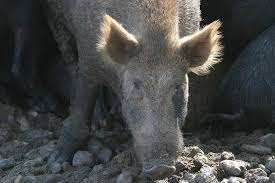 Gorman ranches is a 100% free range hunting outfit near gorman, texas. Ag Commissioner Approves New Measure For Wild Pig Control