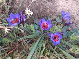 Image result for Babiana