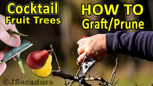 Plum trees need to be pruned once a year so that they'll retain a healthy shape and produce abundant fruit. Pruning Fruit Trees Pruning Techniques Essential Pruning Course Youtube