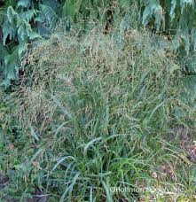 Image result for Panicum merkeri