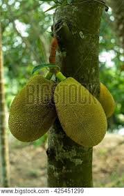 Dreaming about eating jackfruit ripe and good is the symbol of your aura in the world. Jackfruit Big Fruit Image Photo Free Trial Bigstock