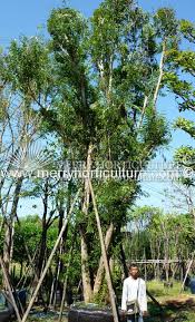 Image result for Dalbergia nitidula