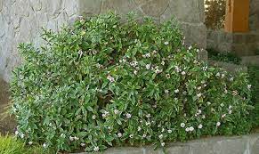 After a particularly chilly winter, bay area residents are looking forward to warmer weather and with it, the blossoming of colorful springtime flowers. Winter Daphne Daphne Odora Marginata No Garden In The Sf Bay Area Is Complete Without This Great Part Shade Plants Shade Plants Drought Tolerant Landscape