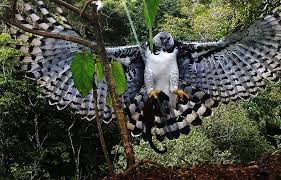 Foto gavião-real (Harpia harpyja) Por Everton Miranda | Wiki Aves - A Enciclopédia das Aves do Brasil