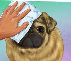 pug cinsi kopegi sahiplerine bakimi icin 5 onemli tavsiye